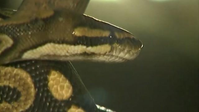 Equipe Nelson Monfort