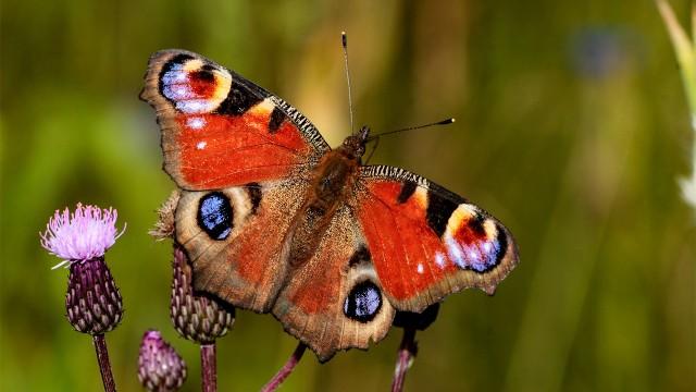 Zauberhafte Gaukler - Die bunte Welt der Schmetterlinge