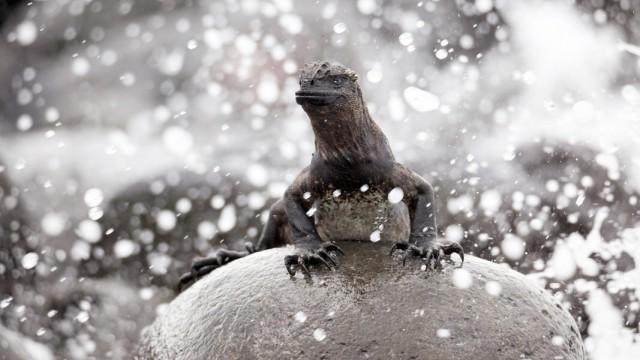 Galapagos (1): Im Bann der Meeresströmungen
