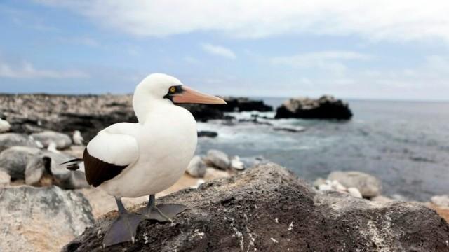 Galapagos (2): Zwischen Himmel und Hölle