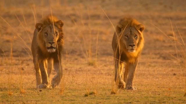 Kings of Nsefu