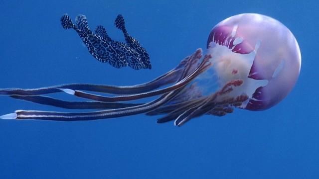 Red Sea Wilderness