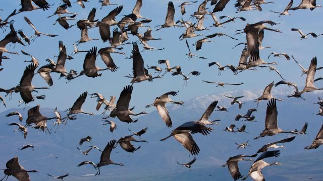 Migration Madness