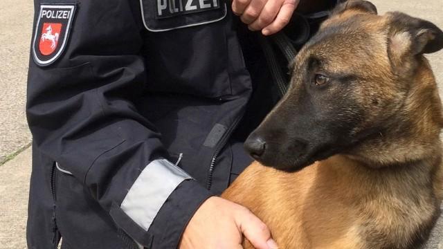 Vom Welpen zum Polizeihund