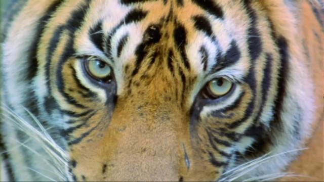 Big Cat Battlefield
