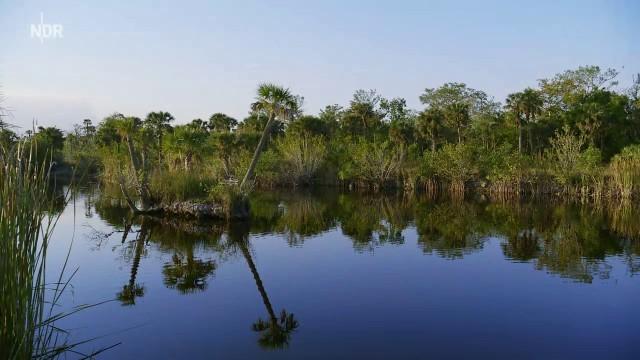 Die Everglades – Floridas sagenhafte Sümpfe