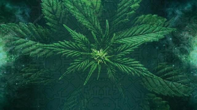 Cannabis: The Original Medicine