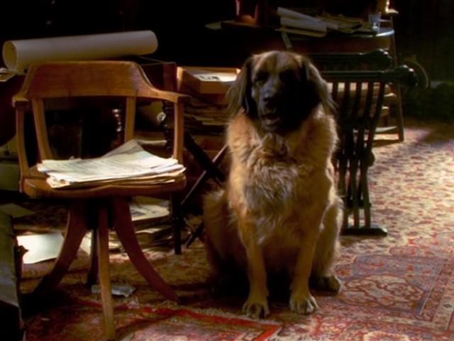 Der geheimnisvolle Hund