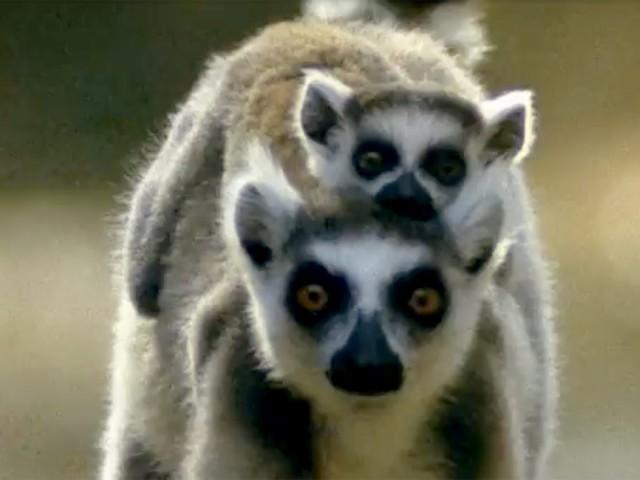Gangland Lemurs