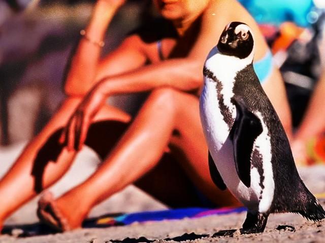 African Penguin, A Cool Bird In A Hot Spot