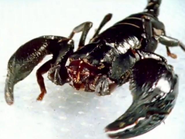 Sensitive Scorpions