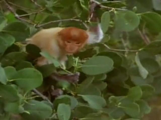 Odd Noses Of Borneo