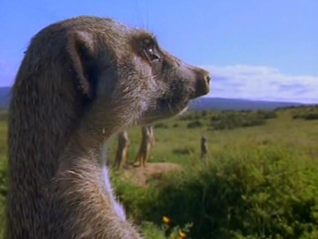 Meerkats Divided