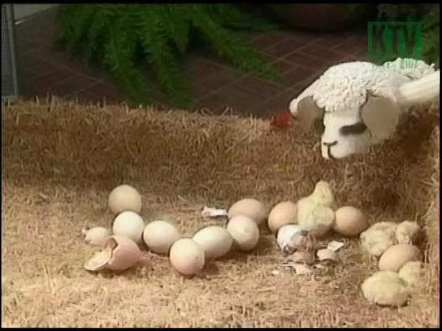The Chicken Show
