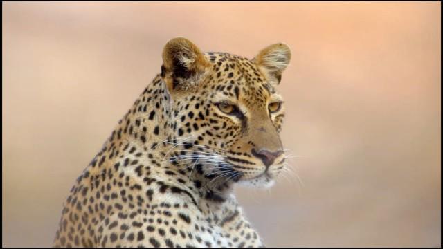 The Leopard Who Changed Her Spots