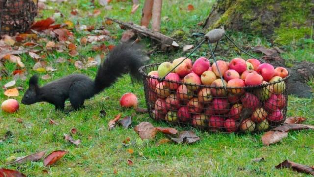 Geheimnisvoller Garten (2) - Erntezeit