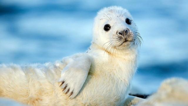 Wilde Ostsee (1): Von Estland bis Finnland