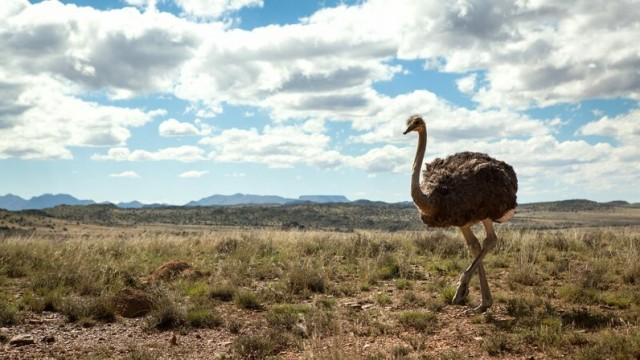 Wildes Südafrika (3) - Wo die Wüste blüht