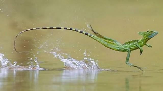 Levitating Lizards and Immortal Jellyfish