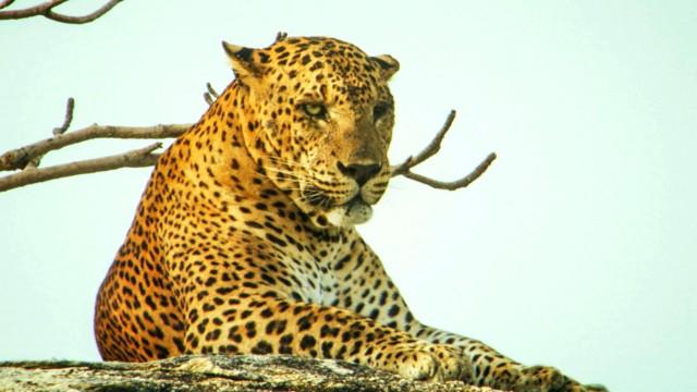 Sri Lanka