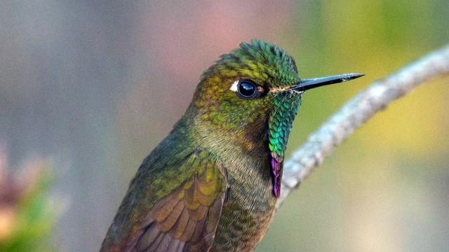 The Hummingbird's Quest