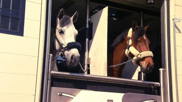 Schwertransport im Pferdesport