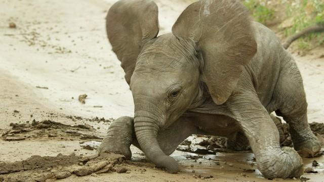 Fabulous Animal Babies (1)