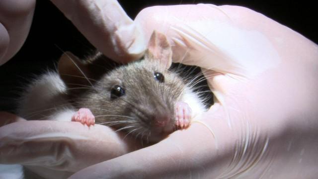El planeta de las ratas