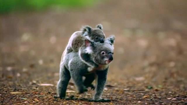 Koala Rescue
