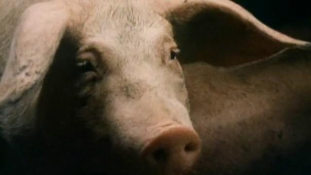 Porky and peste