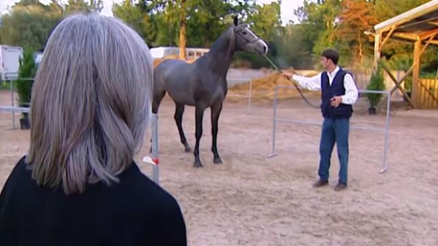 Fièvre de cheval
