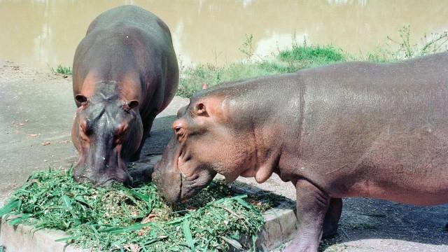 The Hunt for Escobar's Hippos