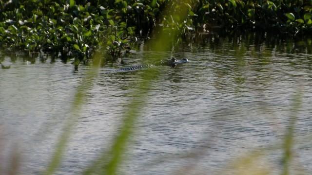 Swamp of Suffering