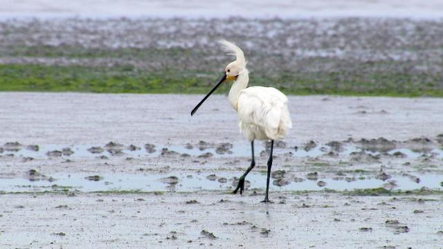 Wildes Borkum