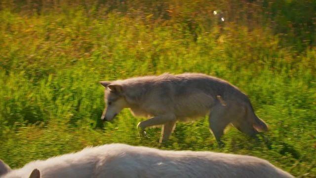 Wolf Watch