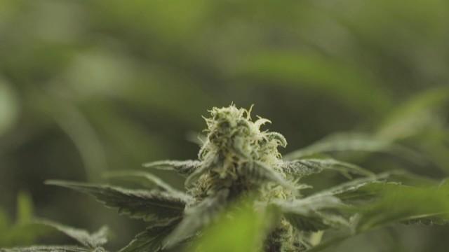 Marihuana Made In Spain