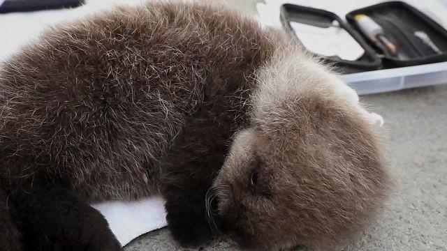 The Naughty Otter