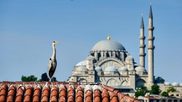 Wildes Istanbul