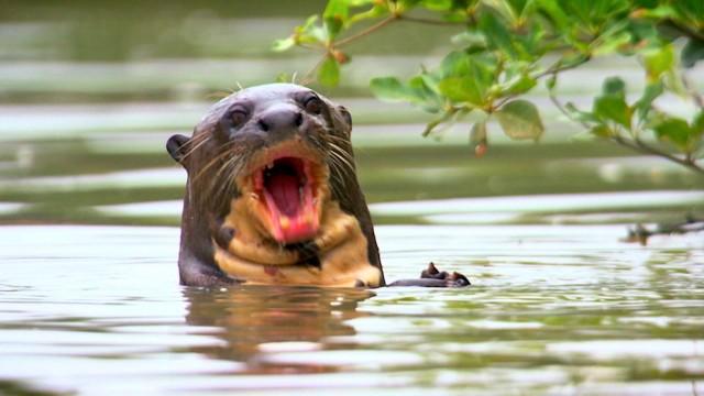 Paddling Through the Pantanal