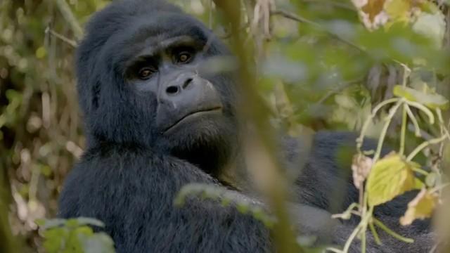 Gorillas and sloths - Two opposite species