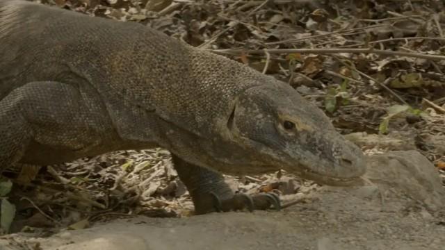 Reptiles dependent on the climate