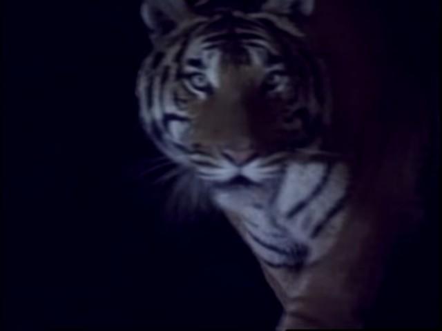 Tiger Mountain