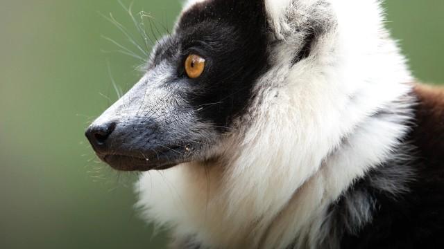 Madagascar: Africa's Galapagos