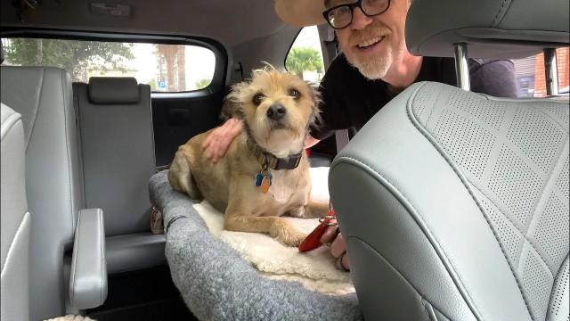 Car Seat Dog Bed!