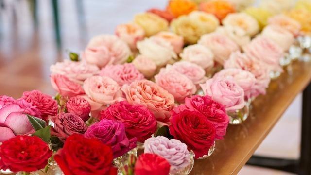 Everything’s Coming Up Roses