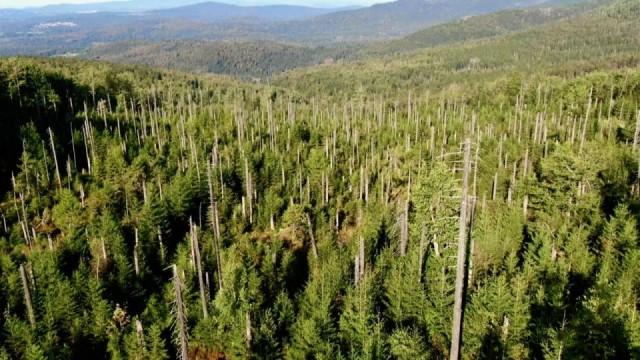 Der Nationalpark Bayerischer Wald