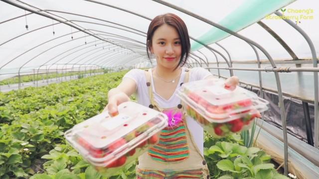 "Chaeng's Strawberry Farm"