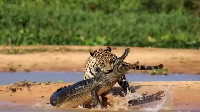 Cat Fight