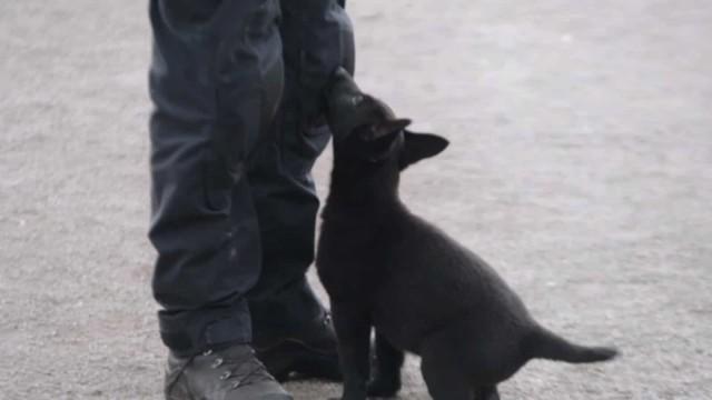 Nouvelles recrues à l'unité canine