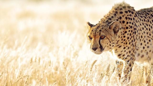 Auf Leben und Tod (5) – Die große Jagd